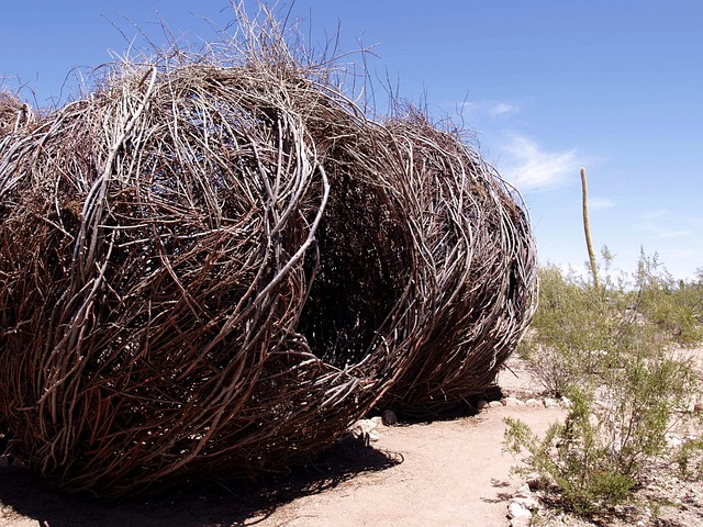 Hình ảnh minh họa ý nghĩa của từ twig