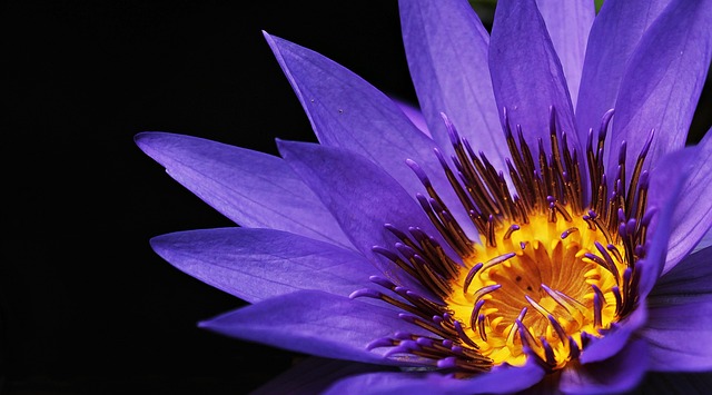 unadulterated purple