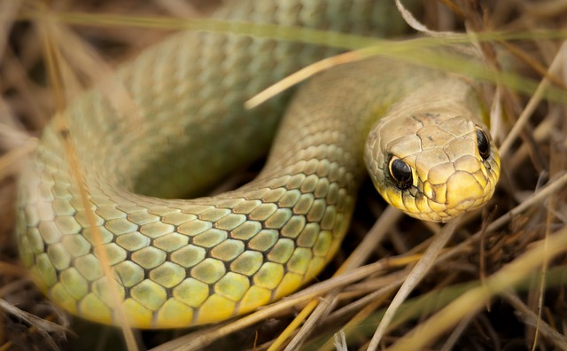 Hình ảnh minh họa ý nghĩa của từ uncoil