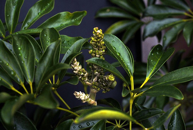 Hình ảnh minh họa ý nghĩa của từ underdeveloped country