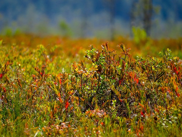 Hình ảnh minh họa ý nghĩa của từ undersized