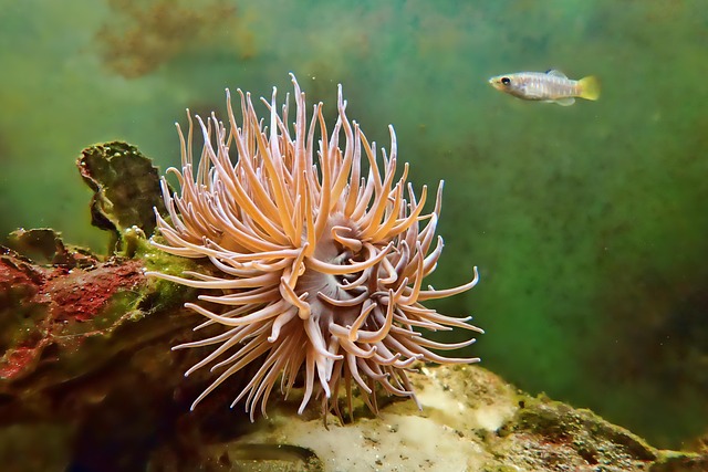 underwater plant