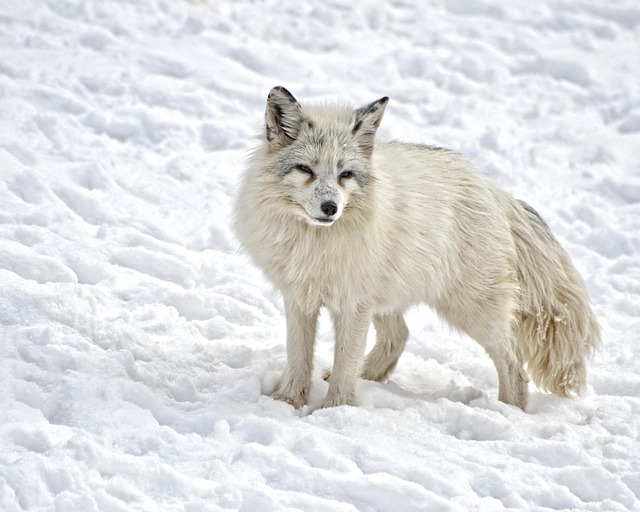 undomesticated animals