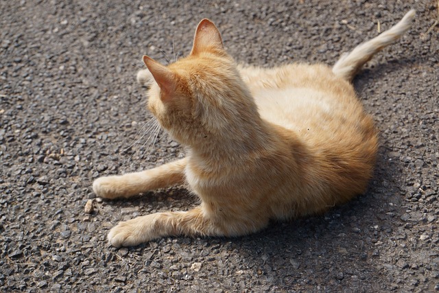 Hình ảnh minh họa ý nghĩa của từ unprepared