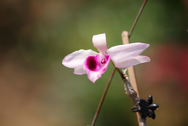 Hình ảnh minh họa ý nghĩa của từ unscented