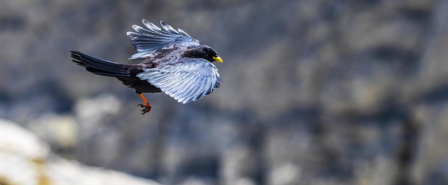 updraft
