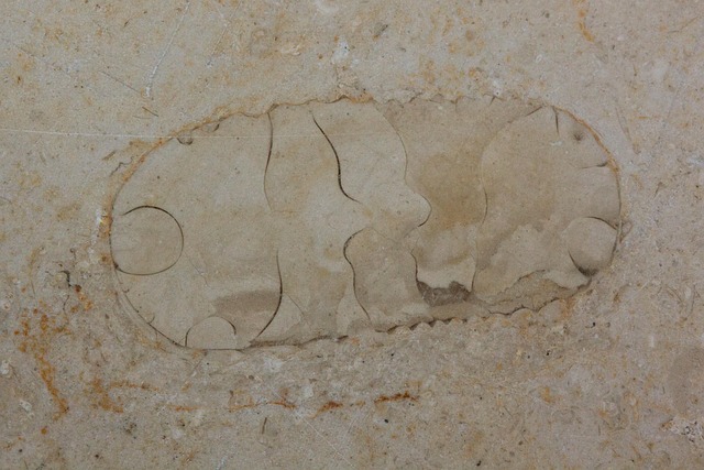 upper surface