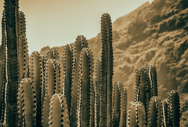 upright plants