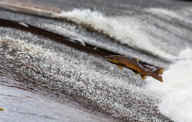 upstream