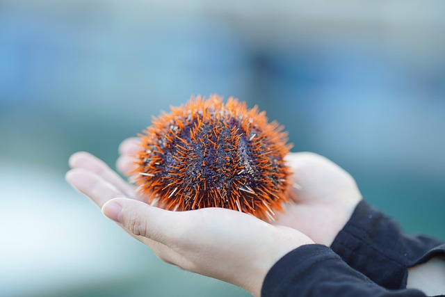 urchin