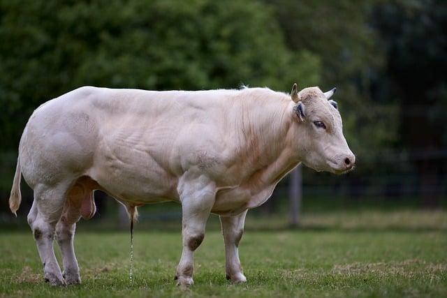 Hình ảnh minh họa ý nghĩa của từ urinate