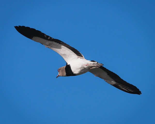 Hình ảnh minh họa ý nghĩa của từ uterus