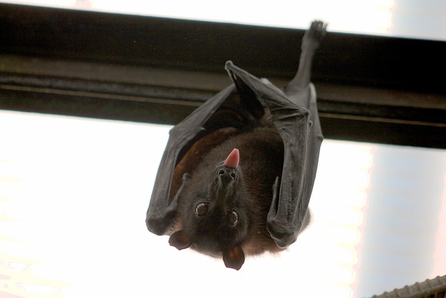 vampire