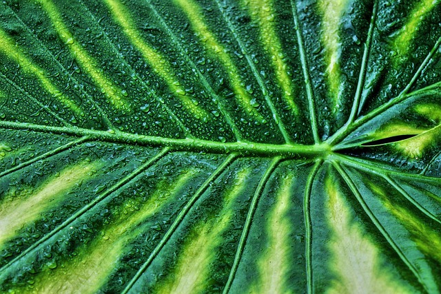 Hình ảnh minh họa ý nghĩa của từ variegated