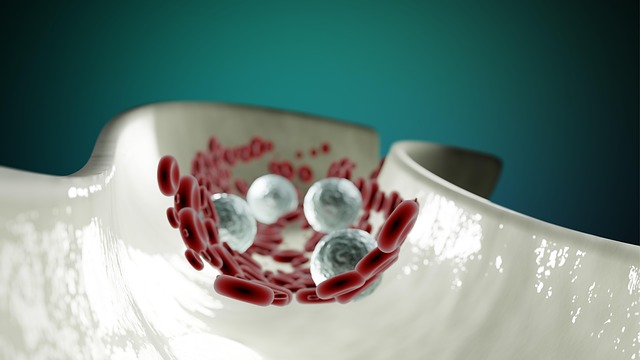 Hình ảnh minh họa ý nghĩa của từ vascular system