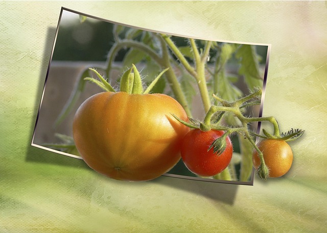 vegetable