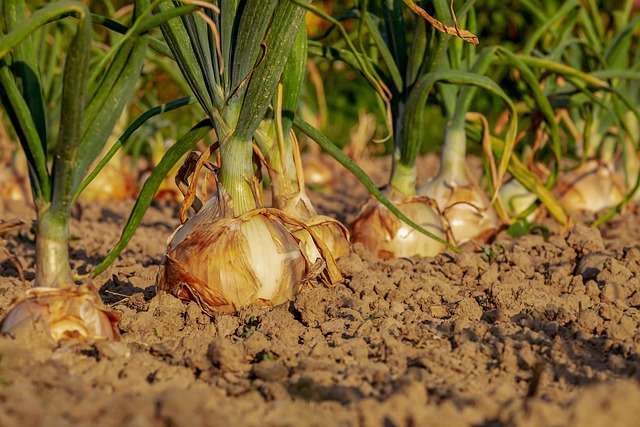 vegetable cultivation