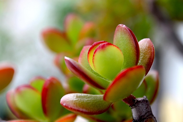 Hình minh họa vegetale