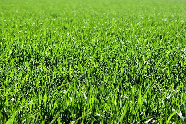 verdant grass