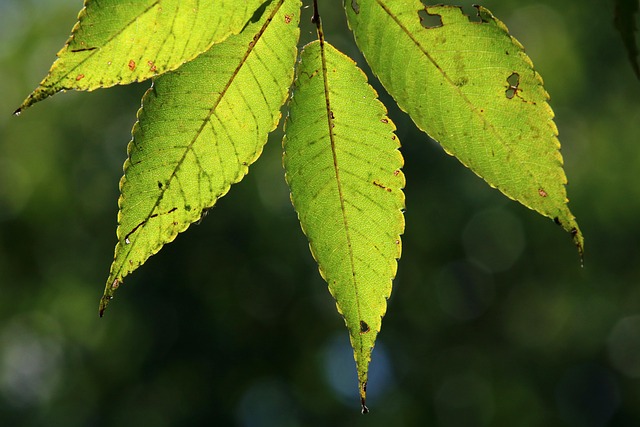 Hình ảnh minh họa ý nghĩa của từ verdure