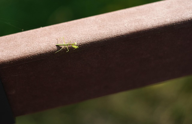 Hình ảnh minh họa ý nghĩa của từ verruca