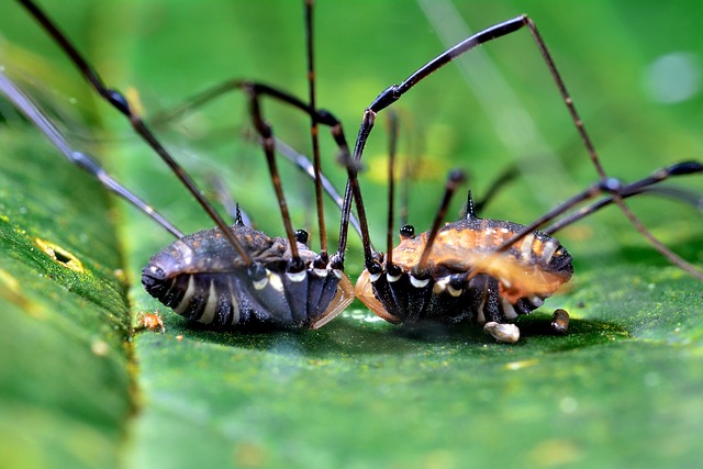 Hình ảnh minh họa ý nghĩa của từ vertebral