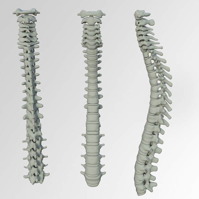 vertebral disc