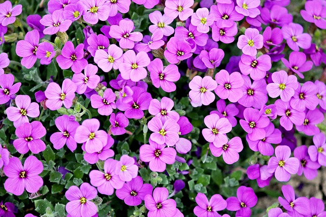 vibrant purple
