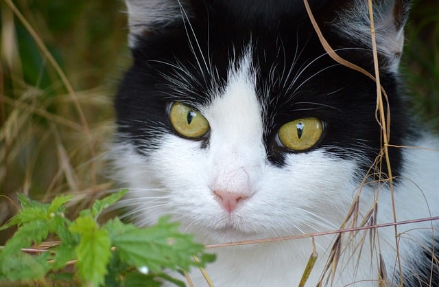 Hình ảnh minh họa ý nghĩa của từ vibrissa