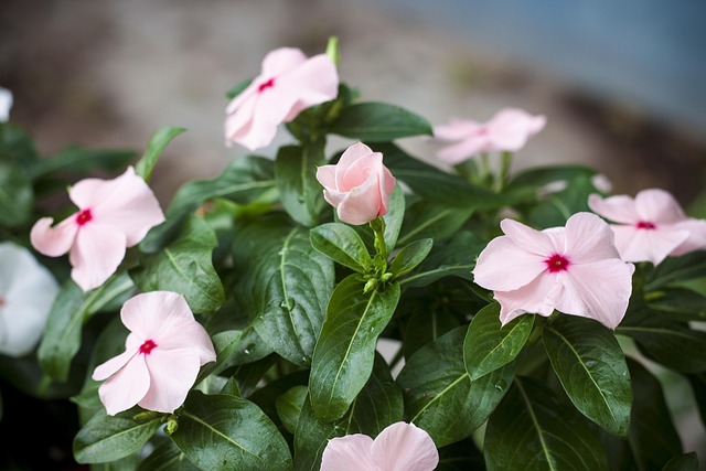 Hình ảnh minh họa ý nghĩa của từ vicarious traumatization