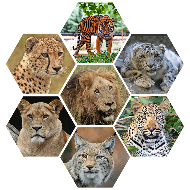 Hình ảnh minh họa ý nghĩa của từ vicious