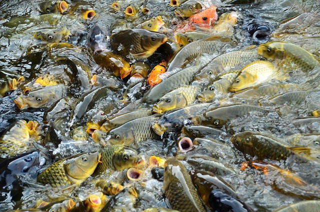 Hình ảnh minh họa ý nghĩa của từ vie