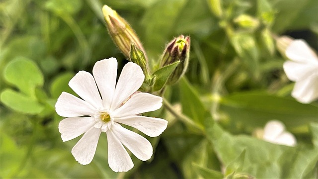 Hình ảnh minh họa ý nghĩa của từ viscera