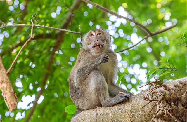 Hình ảnh minh họa ý nghĩa của từ vivacious