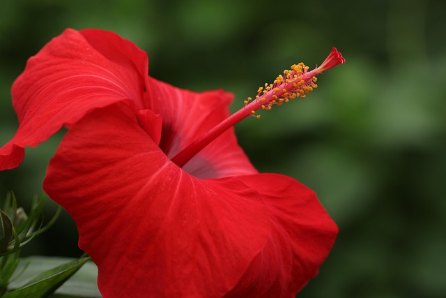 vivid red