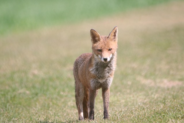 vixen
