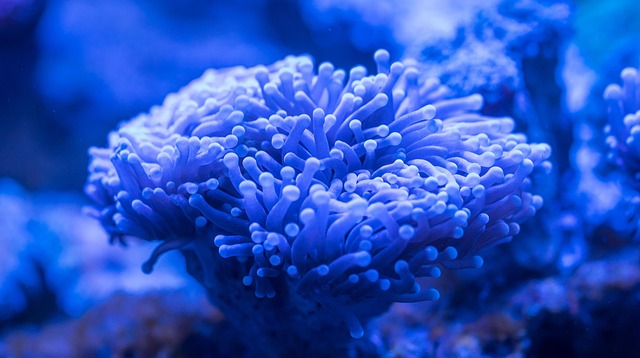 vocal cord polyp