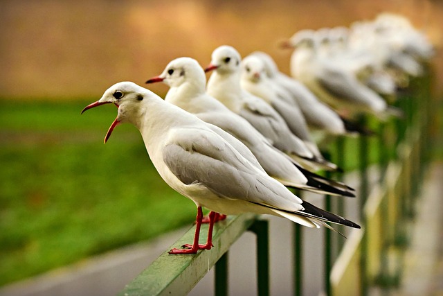 vocal group