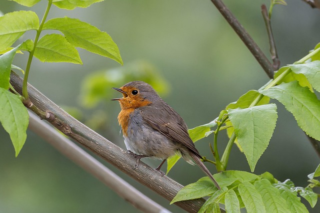 vocalizing