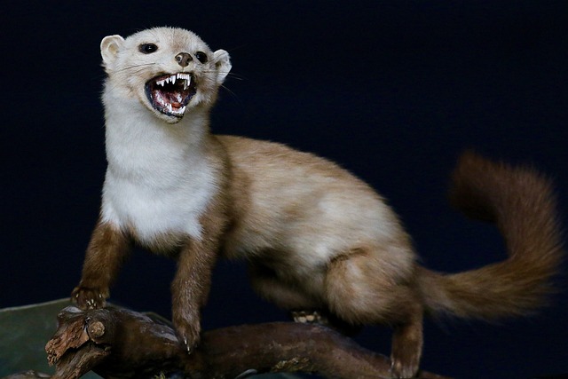 voracious eater