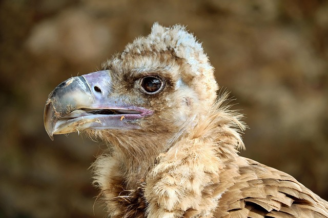 vulture