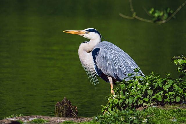 wader
