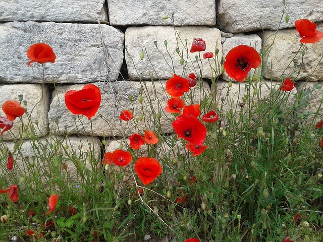 Wallflower