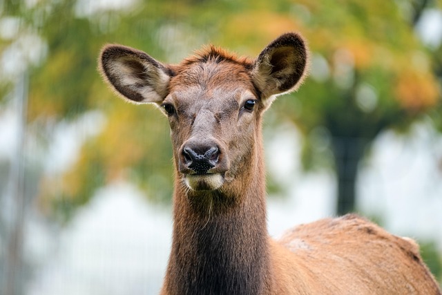 wapiti
