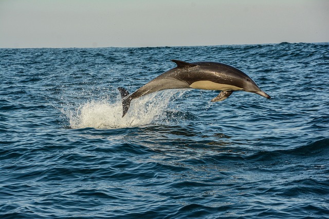 Hình ảnh minh họa ý nghĩa của từ warm-blooded