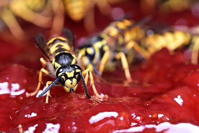 wasp