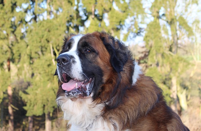 Hình ảnh minh họa ý nghĩa của từ watchdog journalism