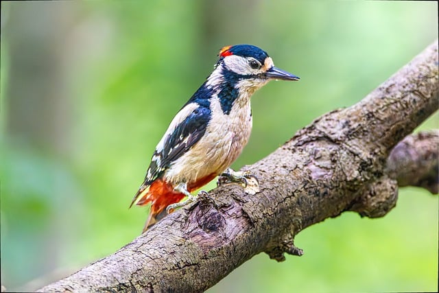 Hình ảnh minh họa ý nghĩa của từ watching selectively