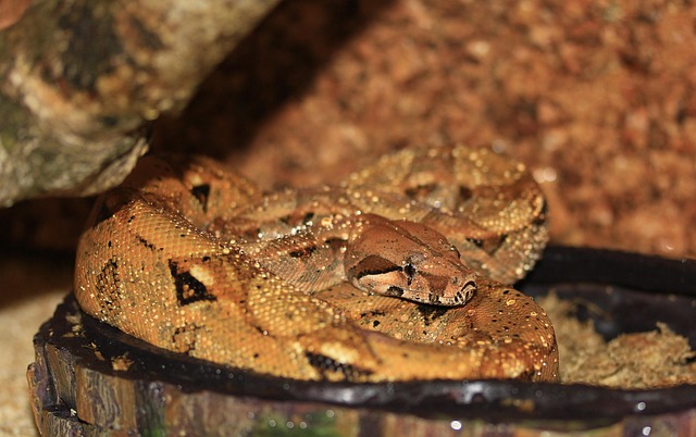 water boa