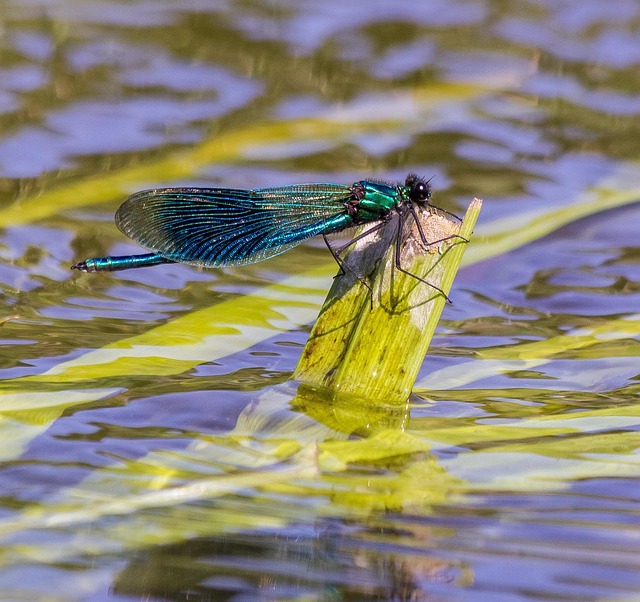 water nymph